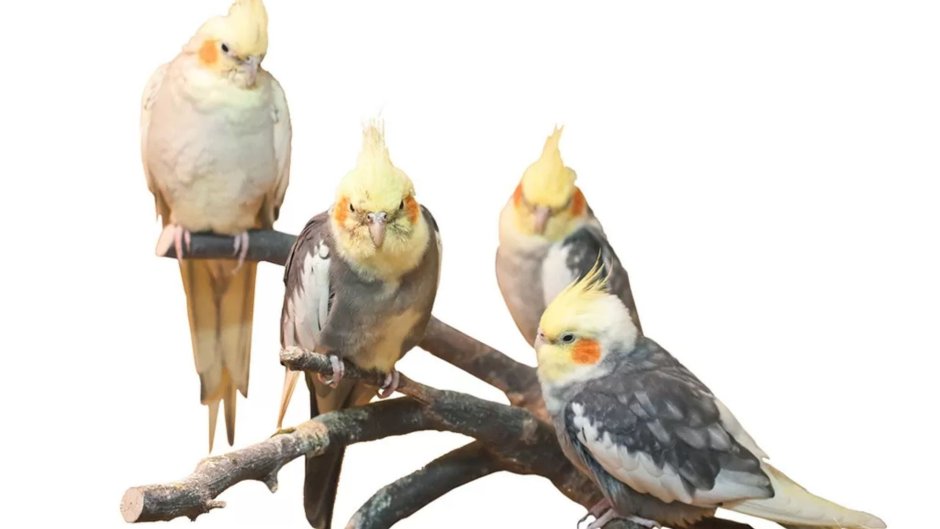 Попугай корелла