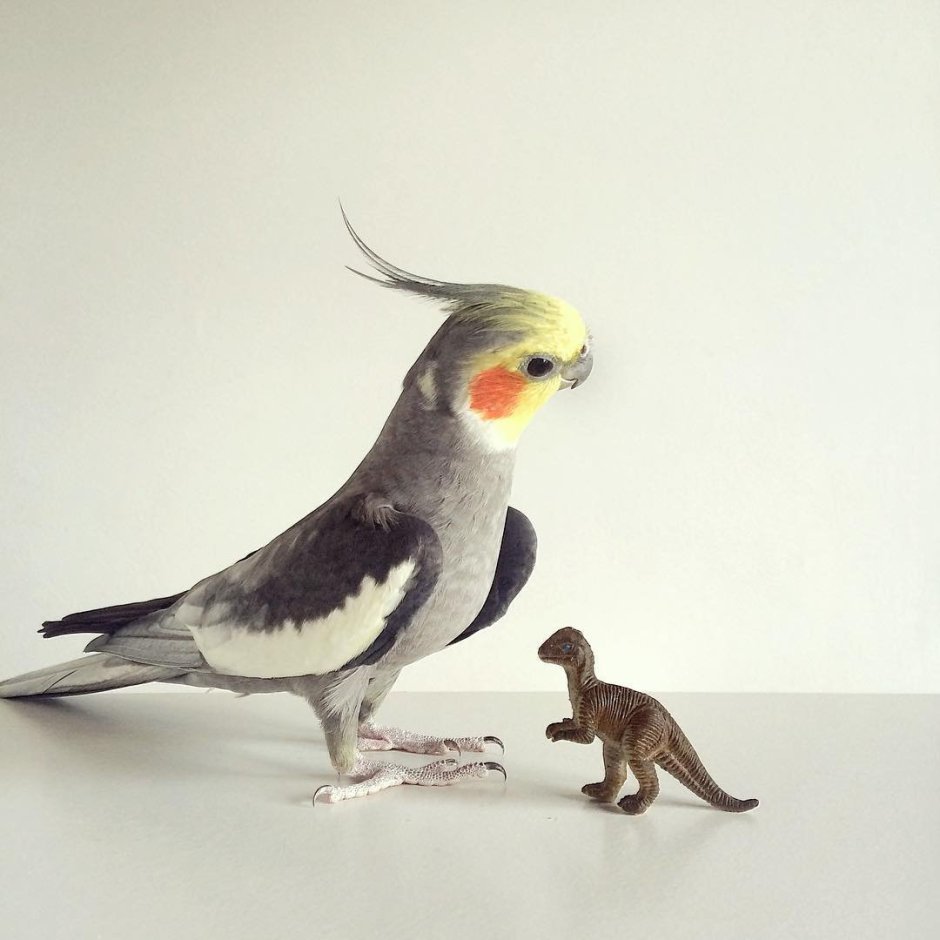 Попугай корелла на рабочий стол