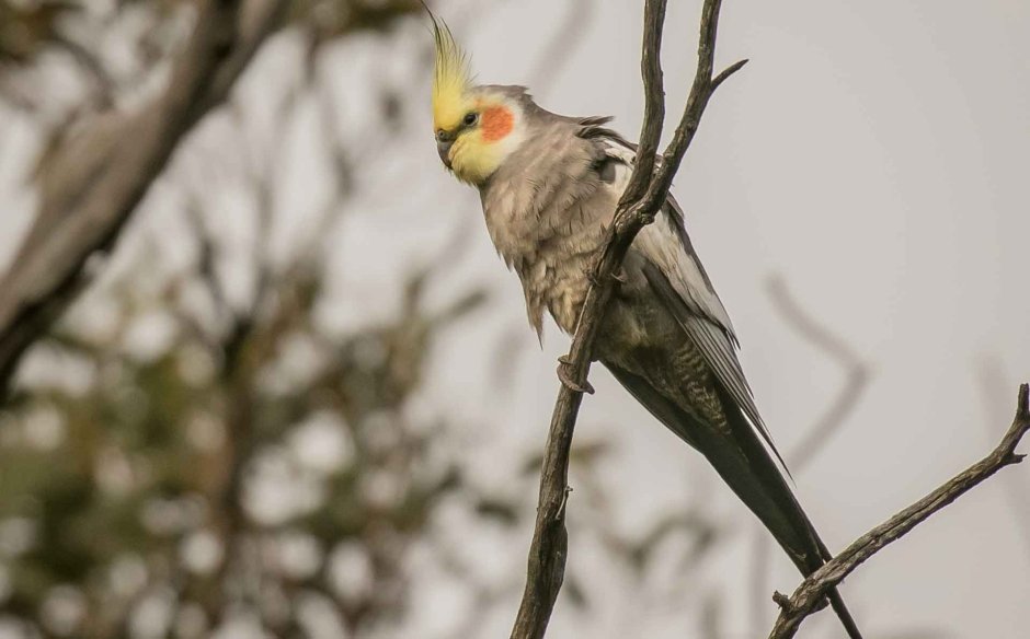 Какаду и корелла