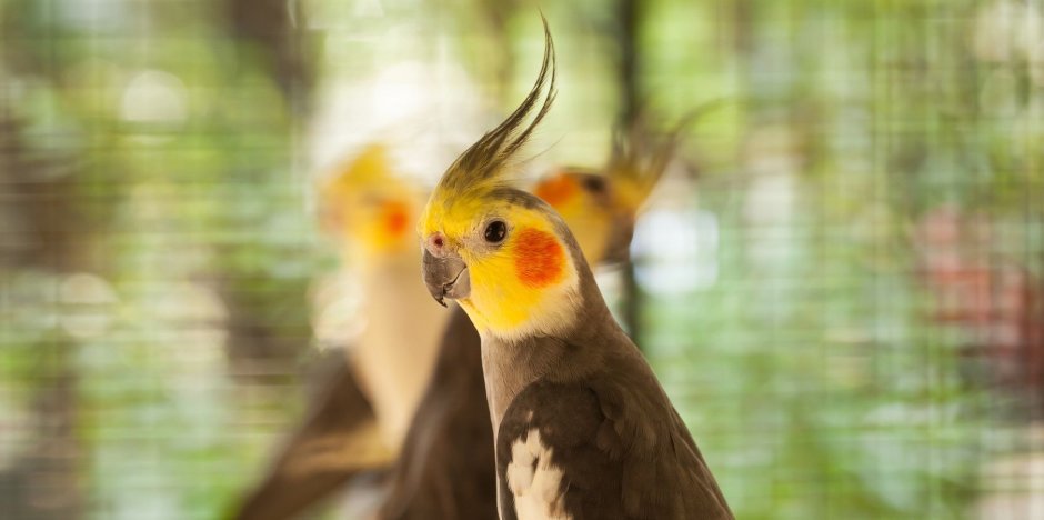 Неразлучный корелла попугай