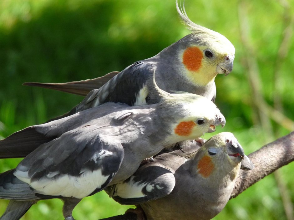 Кoрелла (нимфа) - Nymphicus hollandicus