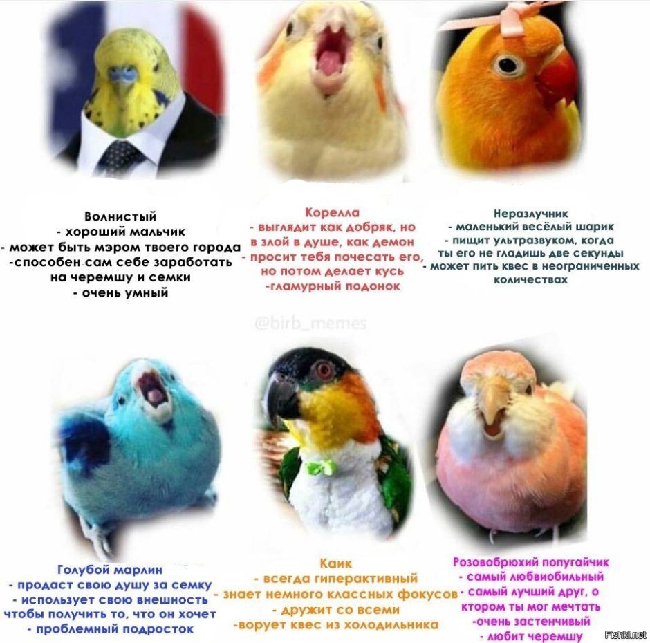 Попугай корелла серый