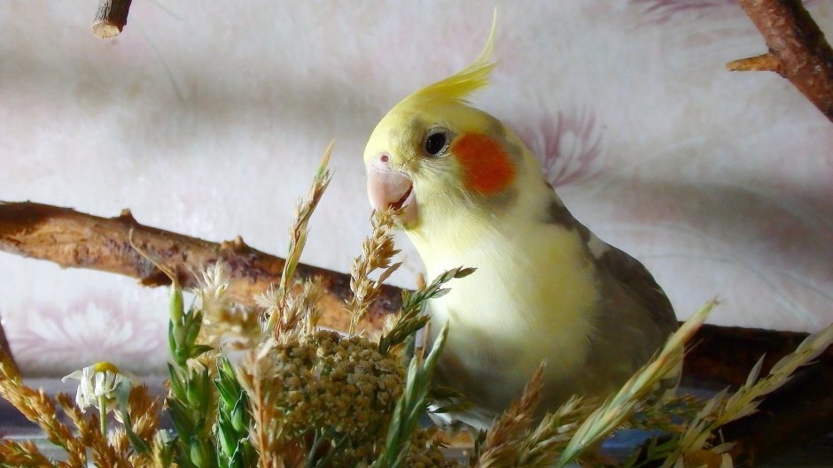 Милые попугаи кореллы