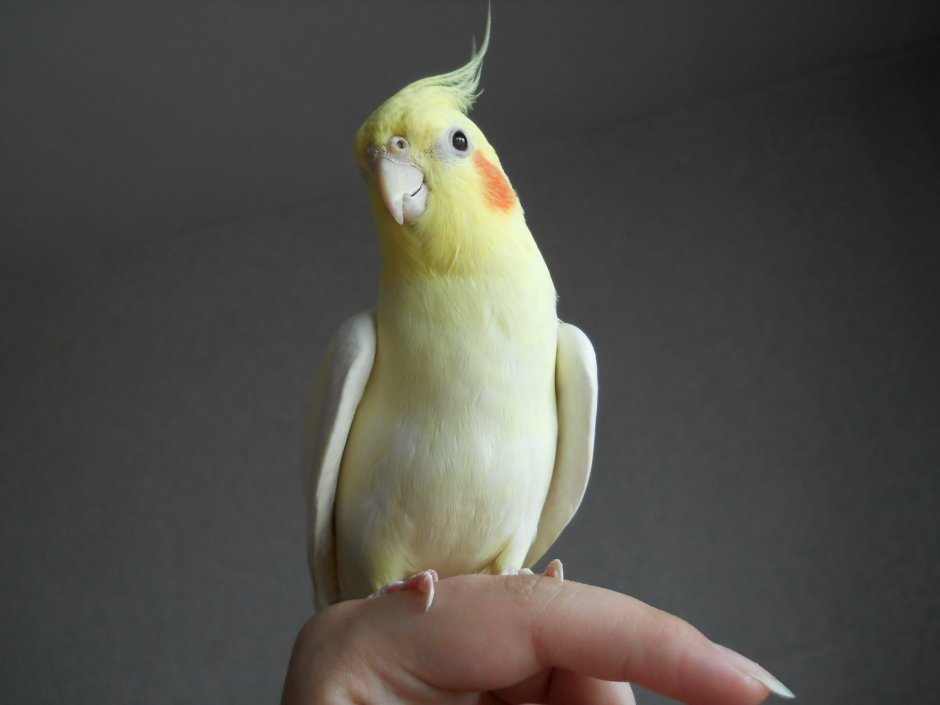 Какаду корелла волнистый