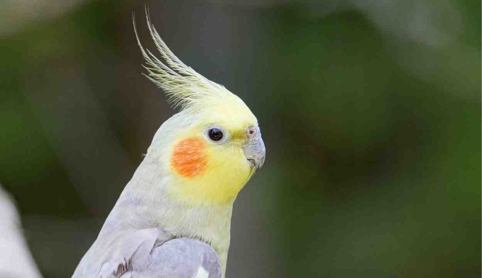 Какаду и корелла