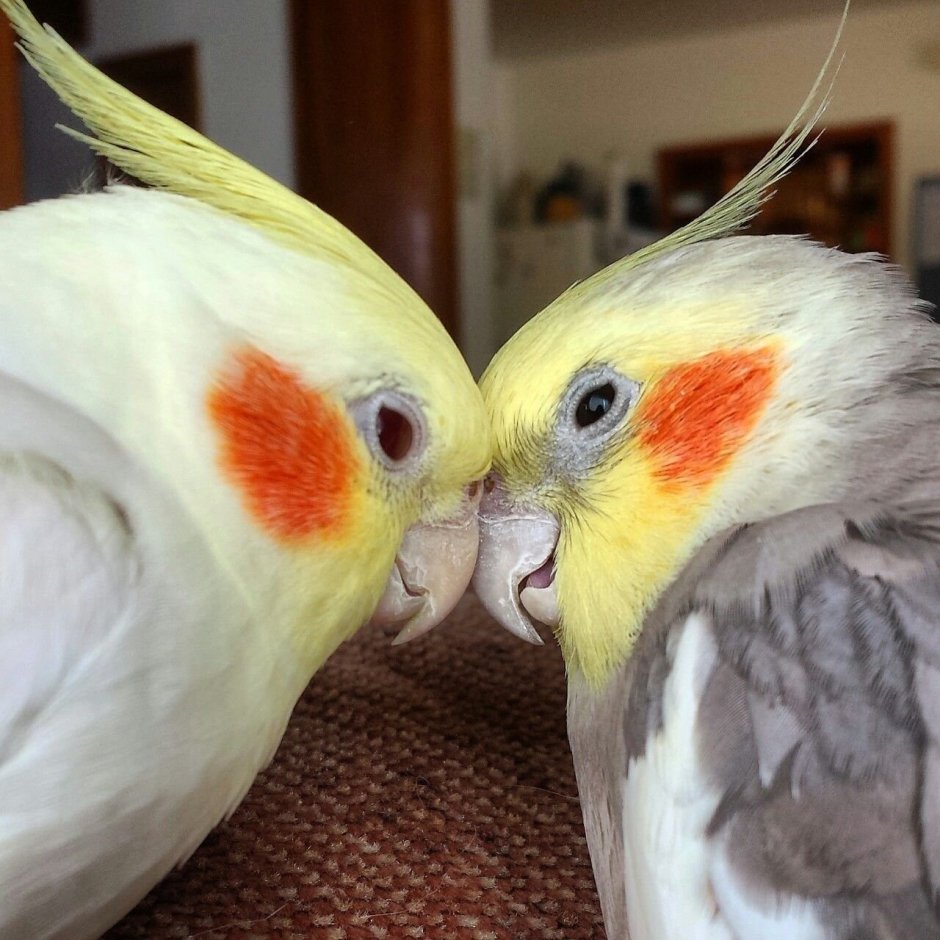 Корм для попугая кореллы