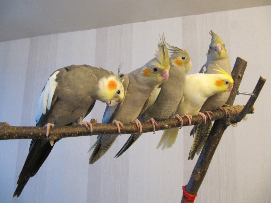 Корелла Браво