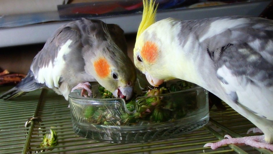 Попугай корелла