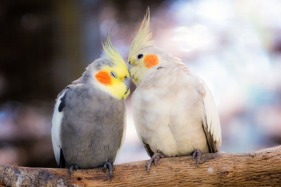 Как определить Возраст попугая неразлучника