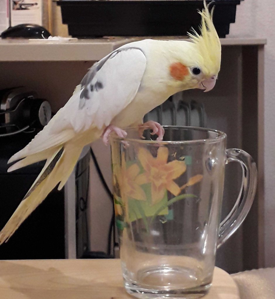 Попугай корелла самка и самец