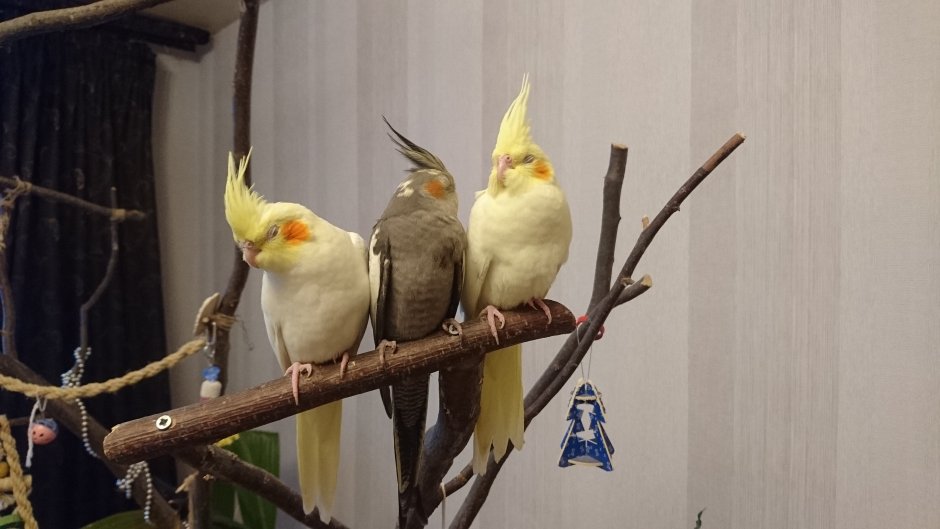 Попугаи кореллы лютино