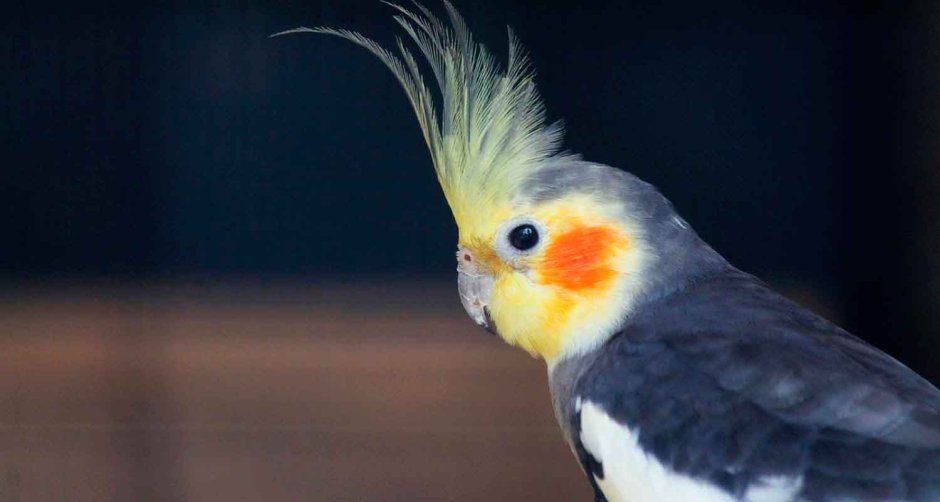 Керала попугай