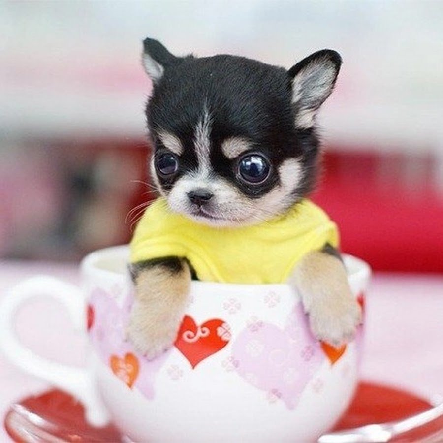 Две чихуахуа