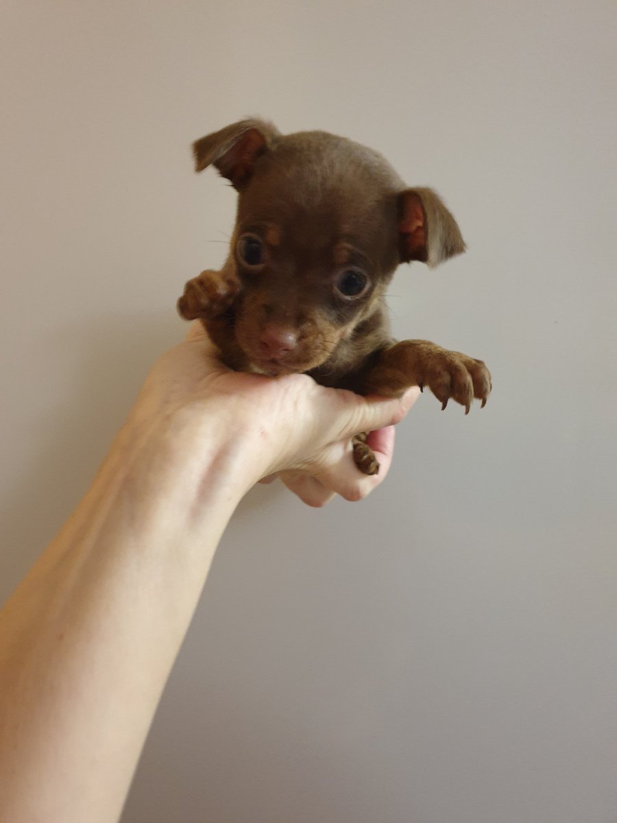 Йоркширский терьер мин