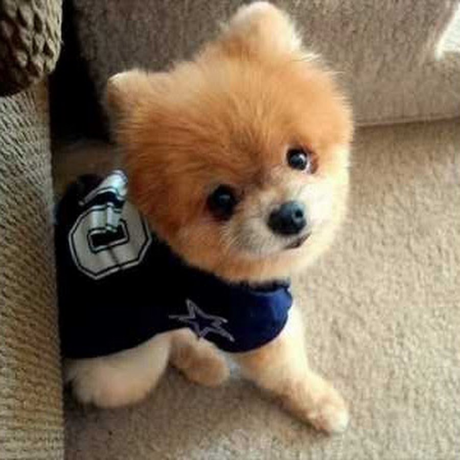 Мини тойчики карманные собачки