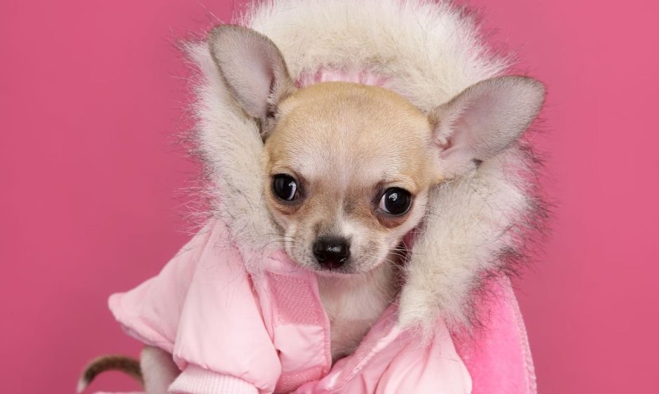 Собаки карманные