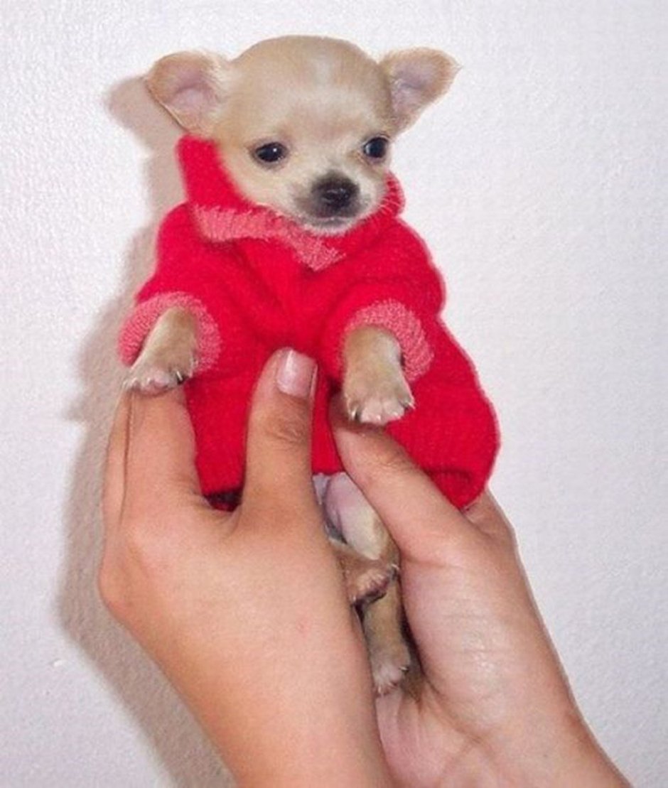 Чихуахуа карманная карликовая
