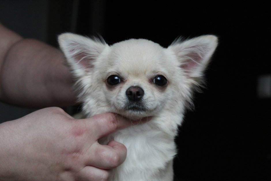 Шпиц померанский карликовый