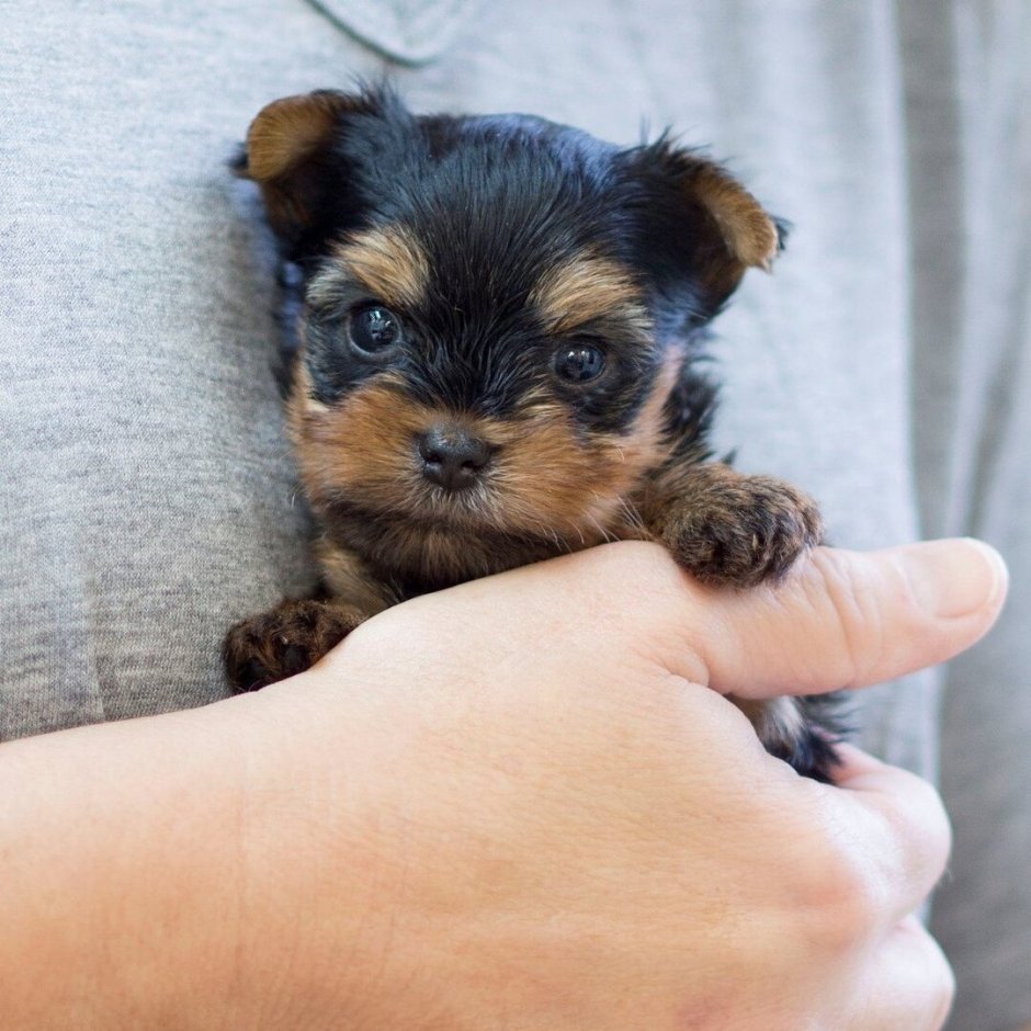 Маленькая карманная собачка