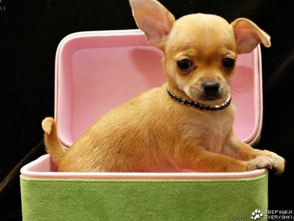 Мини собаки мультики