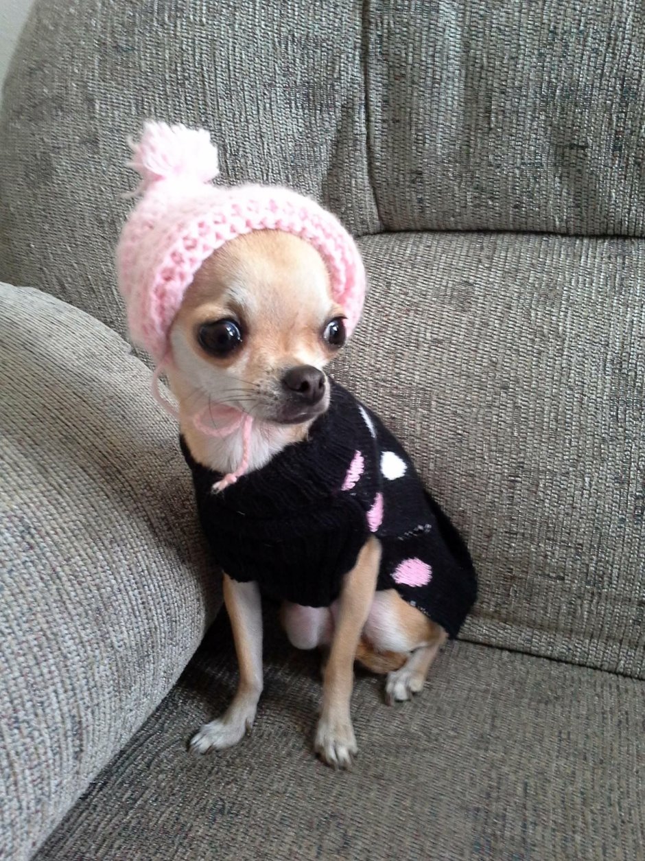 Teacup Pomeranian порода