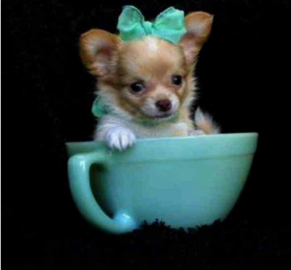 Плюшевая собачка порода