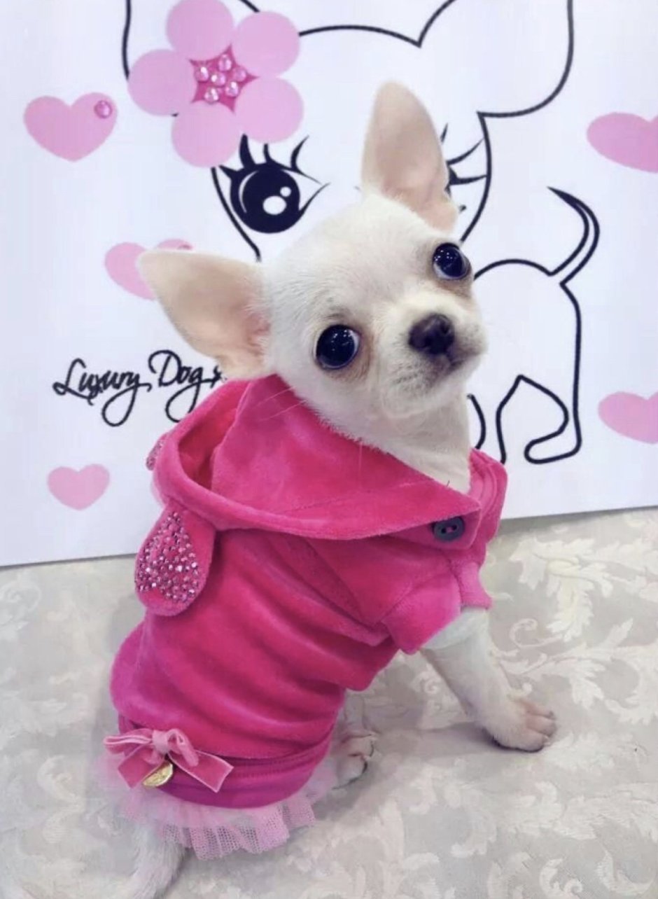 Карманные собачки чихуахуа мили