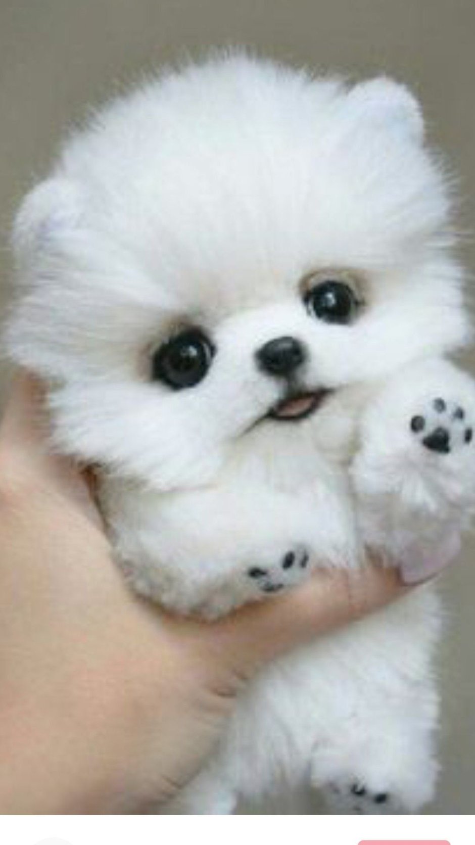 Микро померанский шпиц