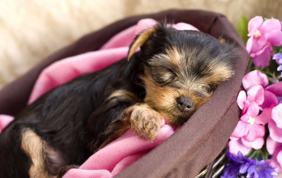 Чихуахуа рюмочная