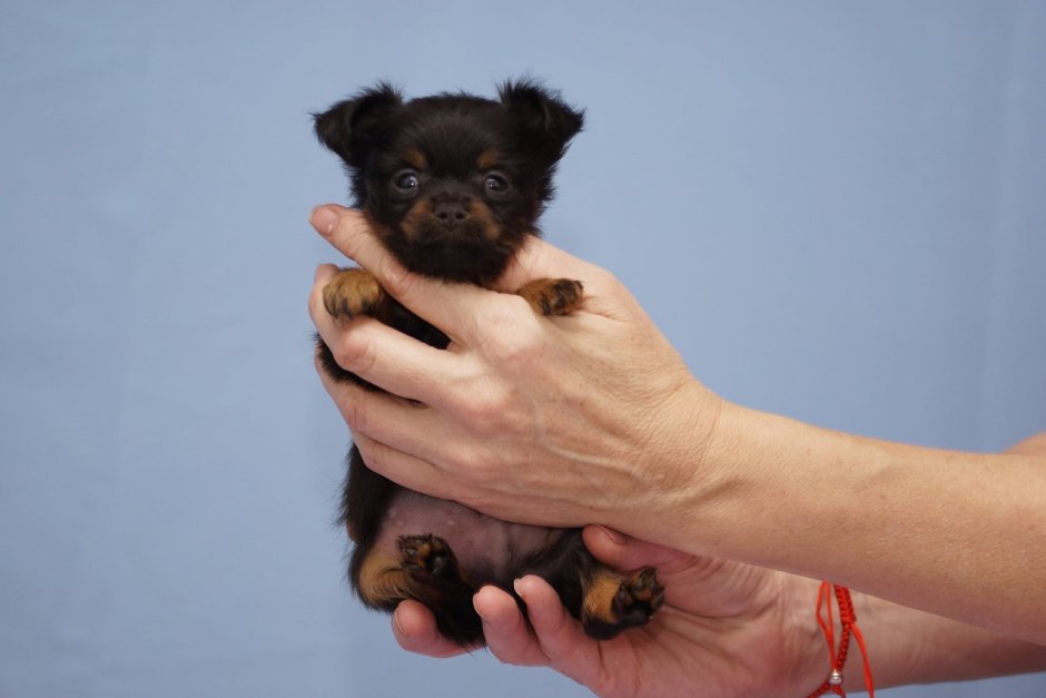 Собака за пазухой