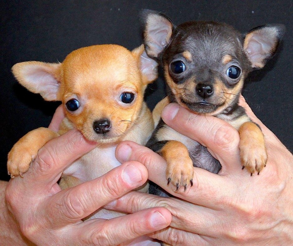 Смешные маленькие собаки