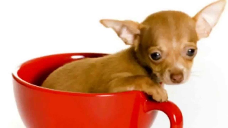 Йоркширский терьер малыш