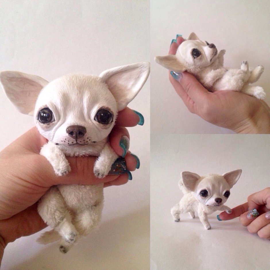 Русский той