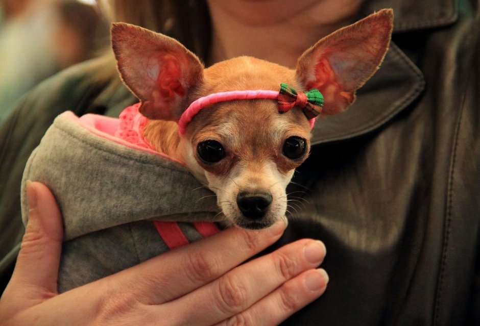 Мальтипу и шпиц