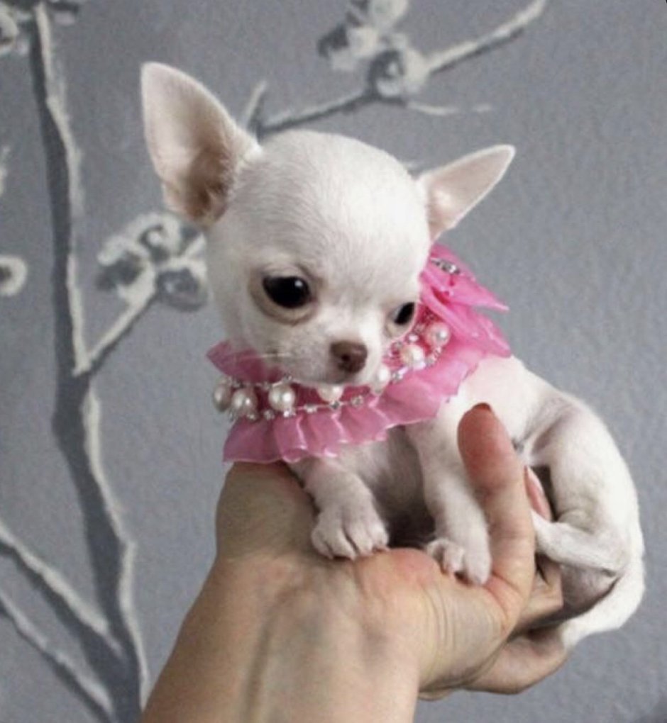 Мини тойчики карманные