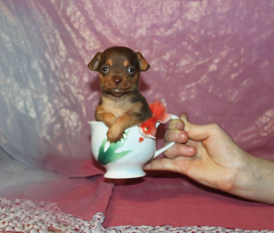 Терьер мини Йоркширский в одежке