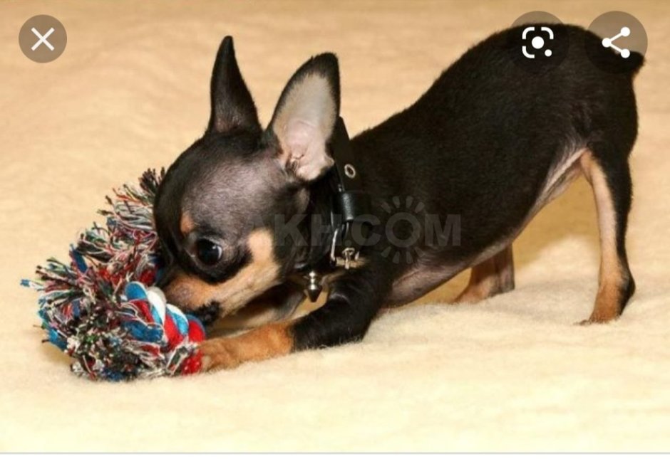 Мальтипу и шпиц