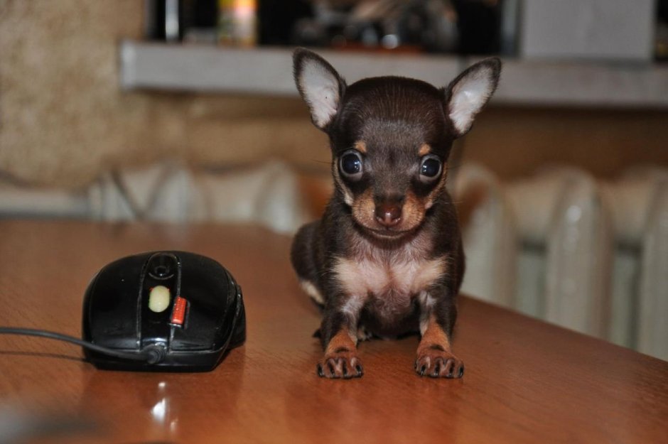 Чихуахуа карликовый терьер