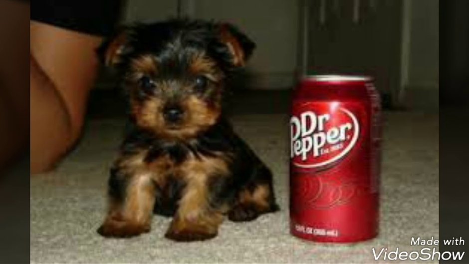 Собака чихуахуа мини собачка