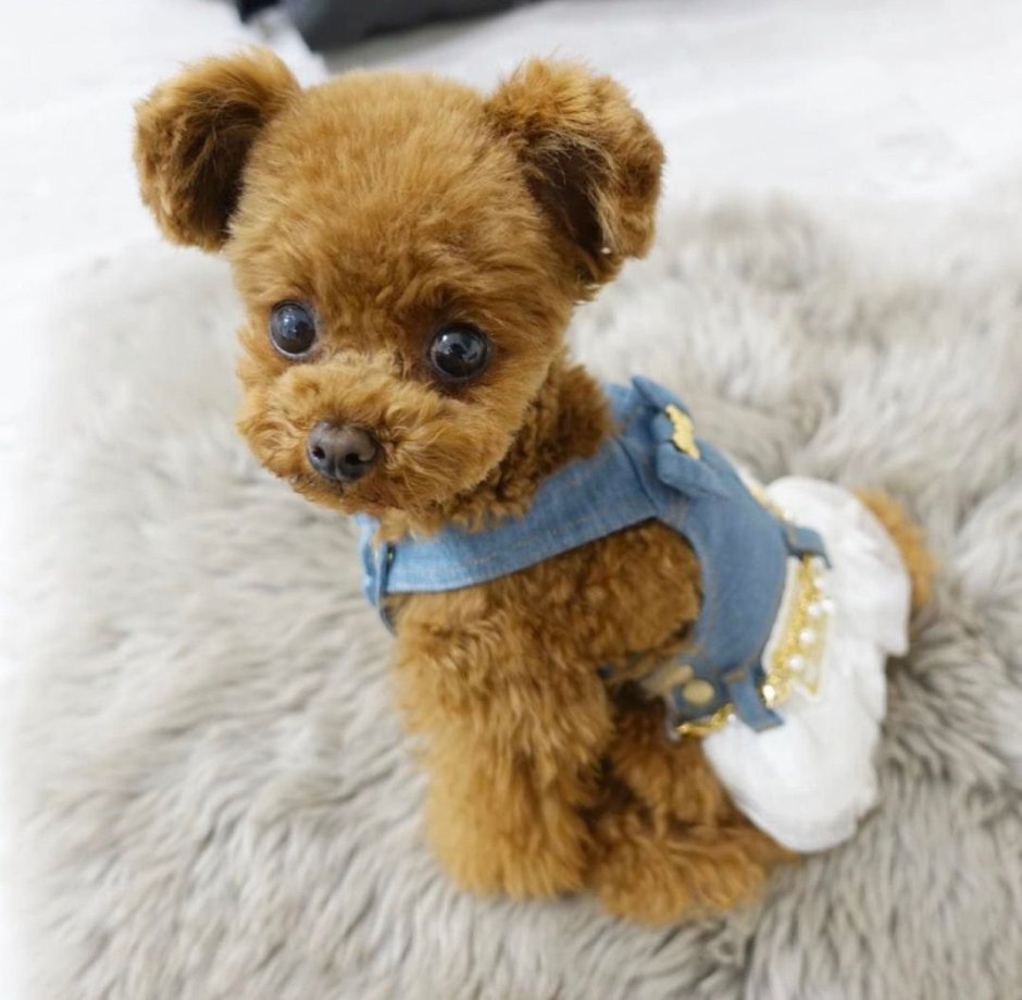 Микро тойчики карманные