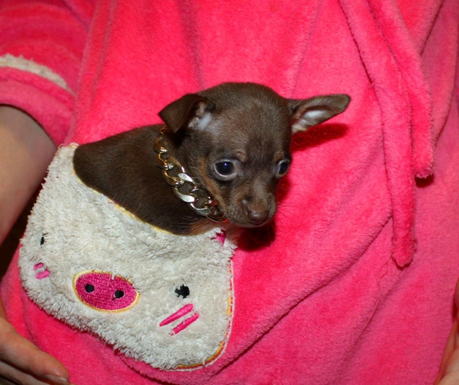 Щенки чихуахуа черно белые