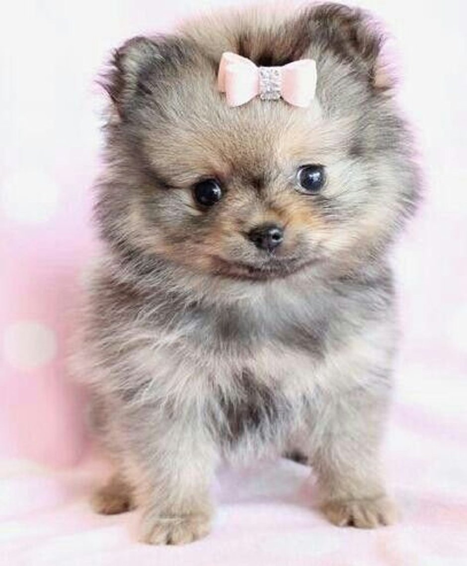 Померанский Йорик