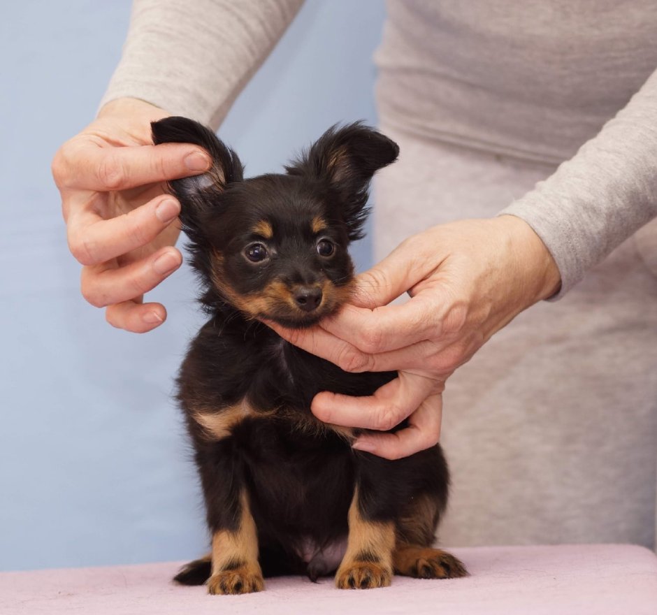 Собаки карманные