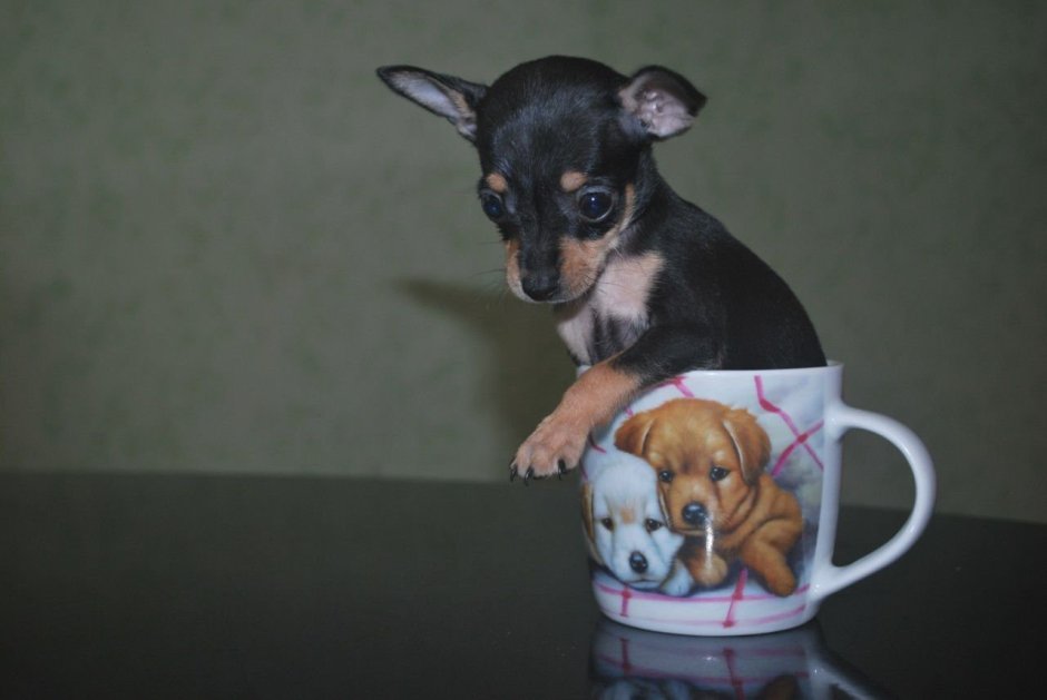 Собаки карманные