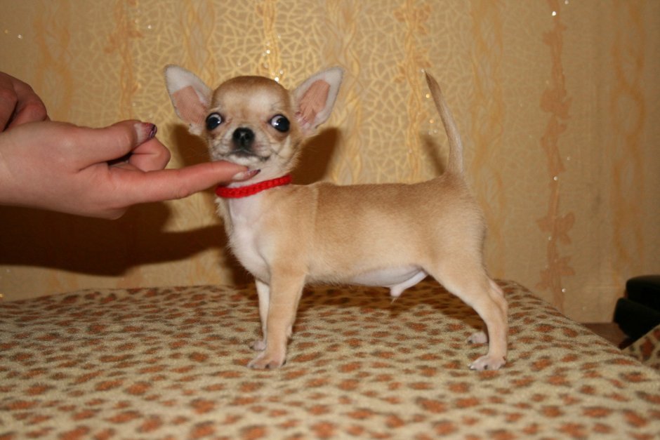 Самые маленькие чихуахуа