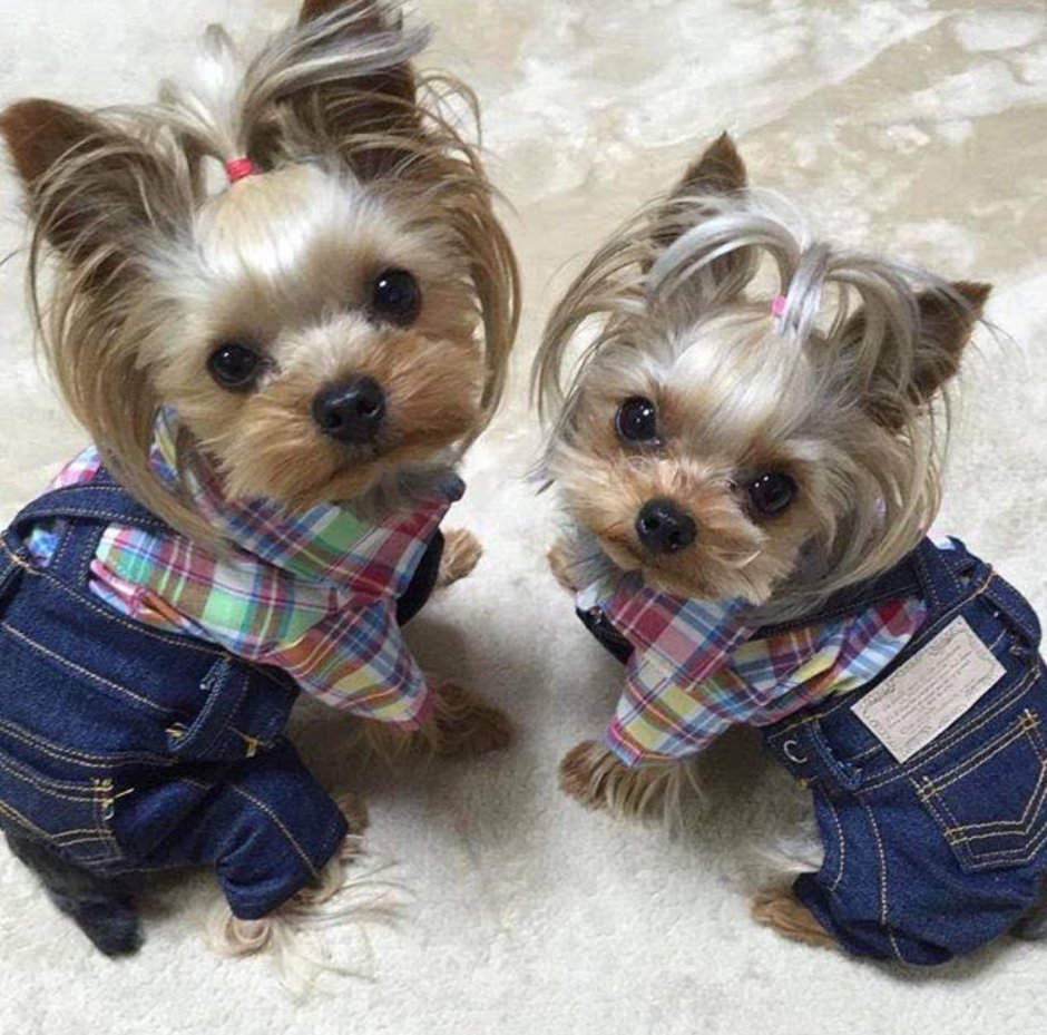 Смешной тойчик