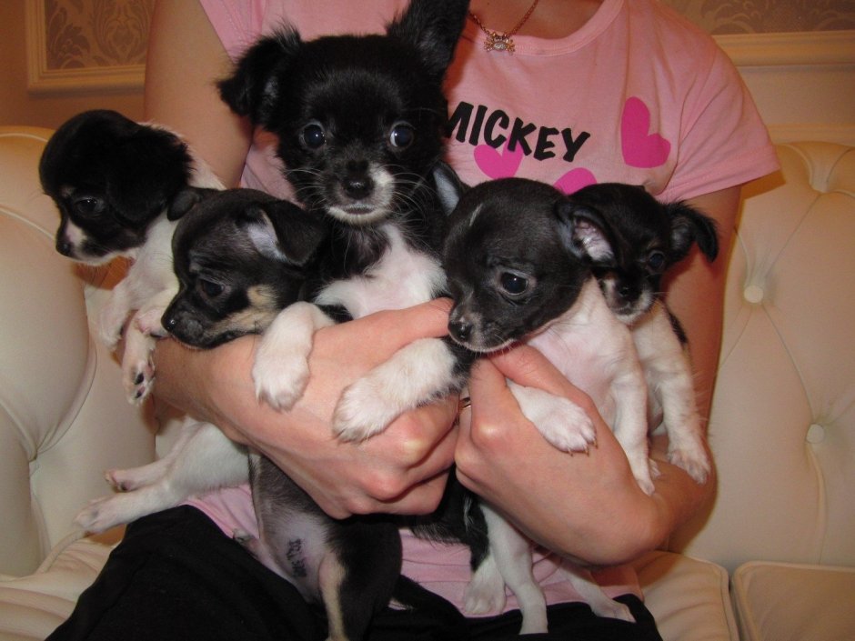 Собаки карманные