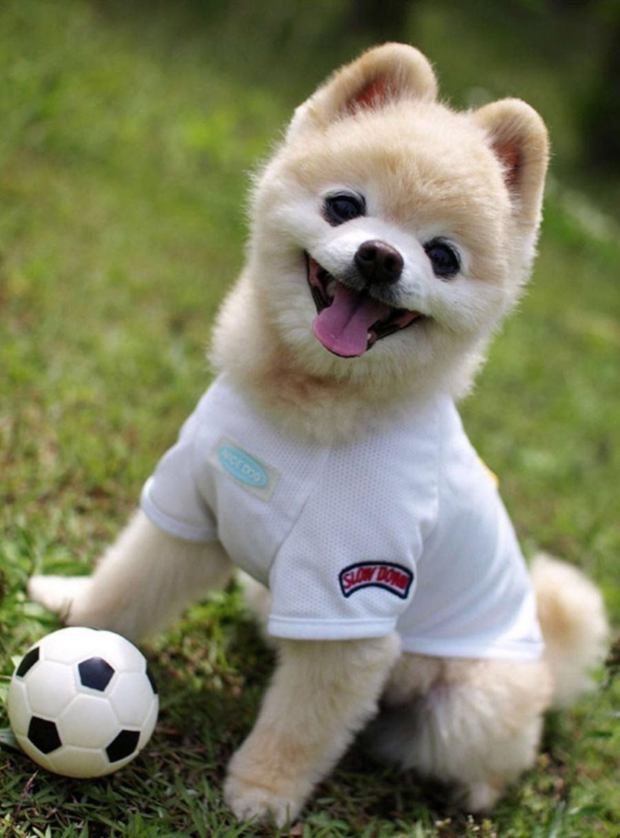 Японский шпиц Шунсуке