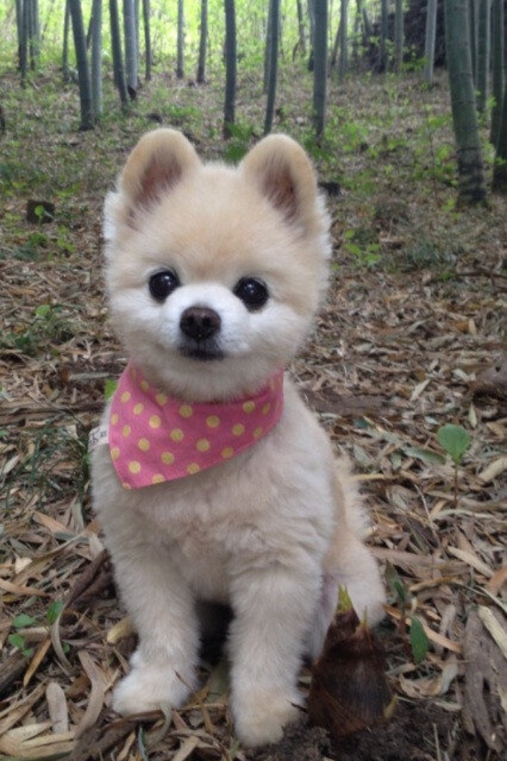 Померанский шпиц Шунсуке