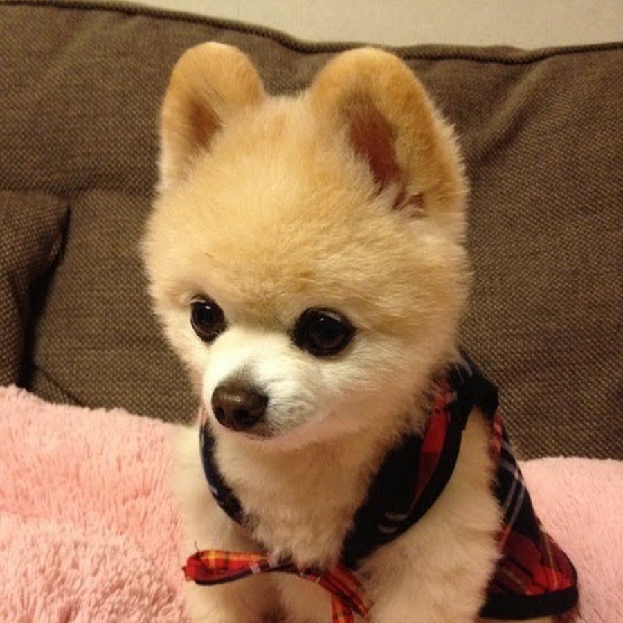 Померанский шпиц Шунсуке